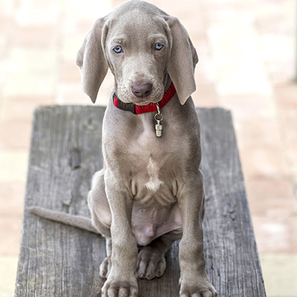 Weimaraner pup Jari van de Tuindershof.